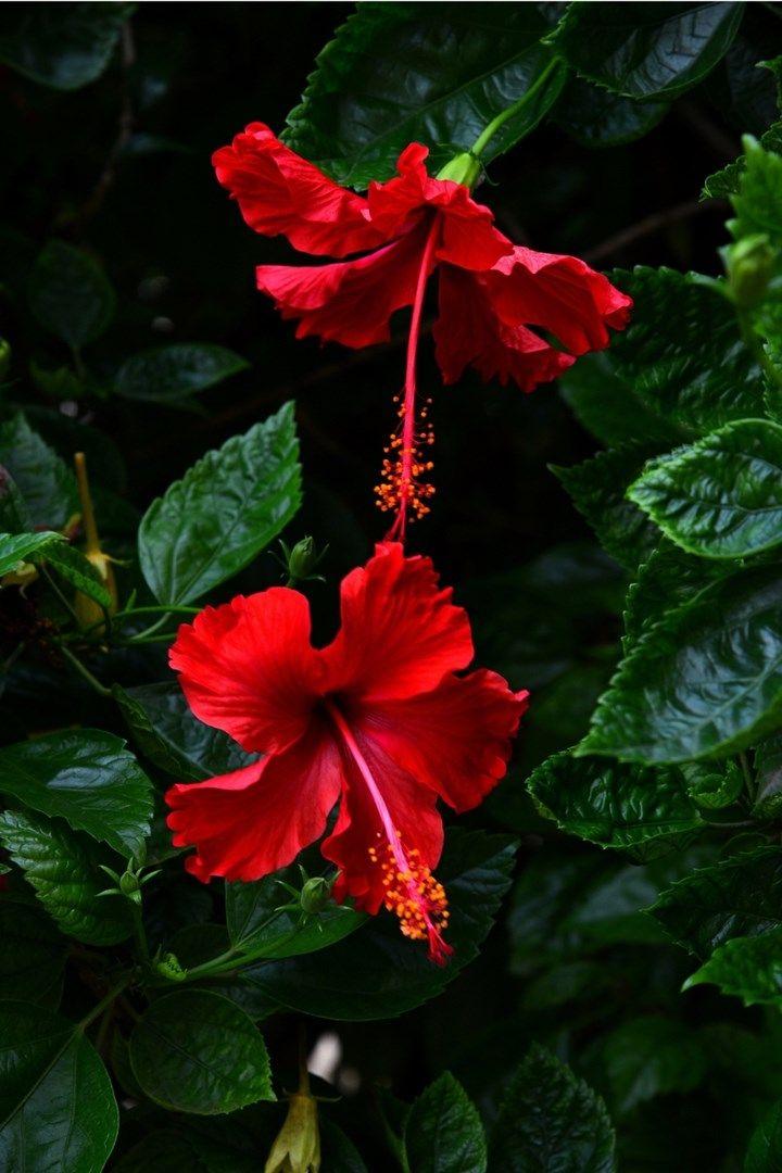 Crimson Velvet Rose Symphony